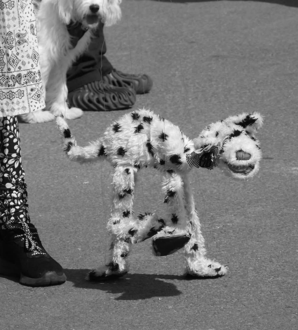 Kevin, Pig Dyke's the puppet black and white dog entertaining the audience